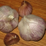 Asian Tempest Garlic