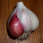 Nootka Rose Garlic