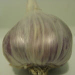 Purple Glazer Garlic